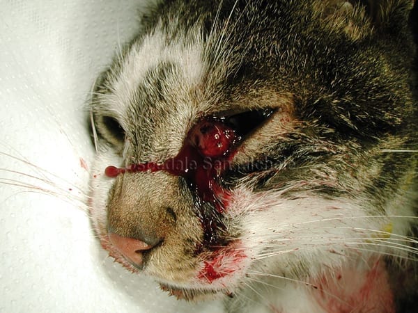 Neoplasia terza palpebra in un gatto