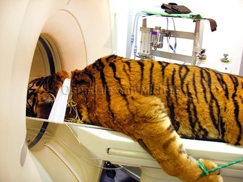 TC ad una tigre