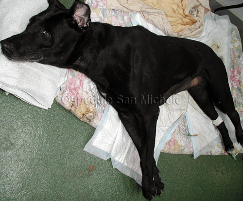 Tetano in un cane