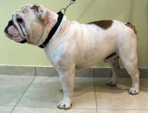 Bulldog inghlese