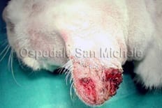 Carcinoma Squamoso dell'Orecchio