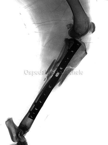 frattura_tibia_cane2