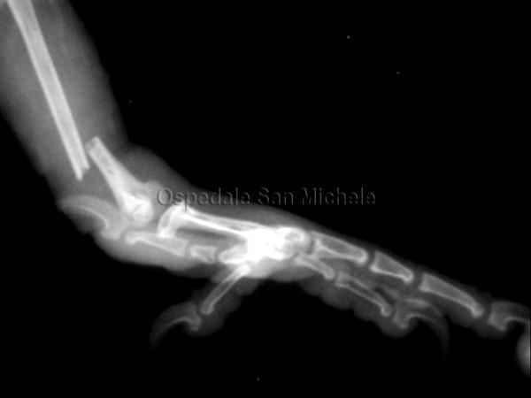 Radiografia della frattura della tibia di un pappagallo