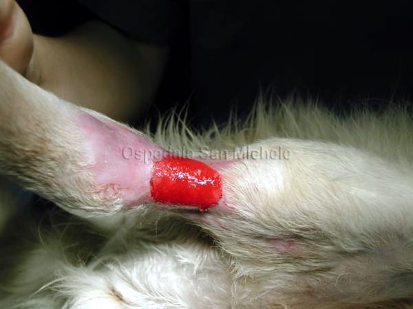 Laserterapia, 1 mese dopo