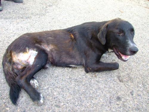 nerone1