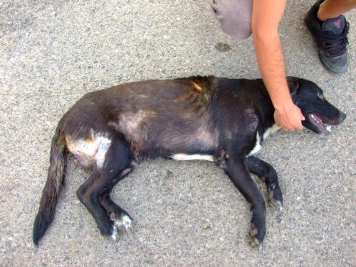 nerone3