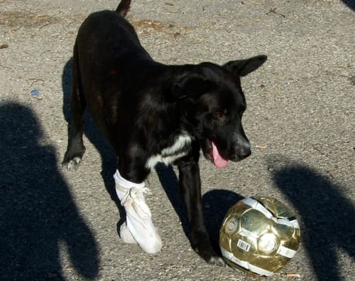 nerone4