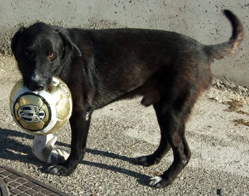 nerone5