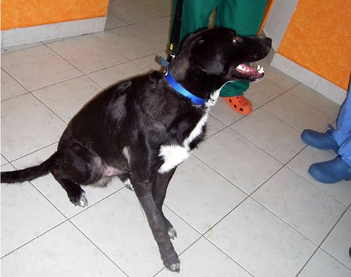 nerone6
