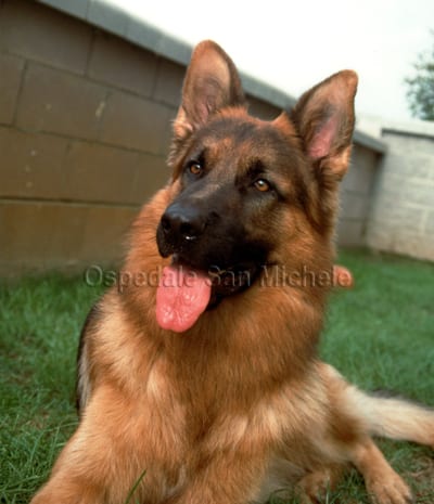 Il cane Zack