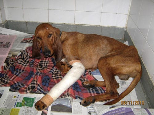 Il cane Orazio