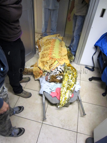 Igor trasportato in Ospedale