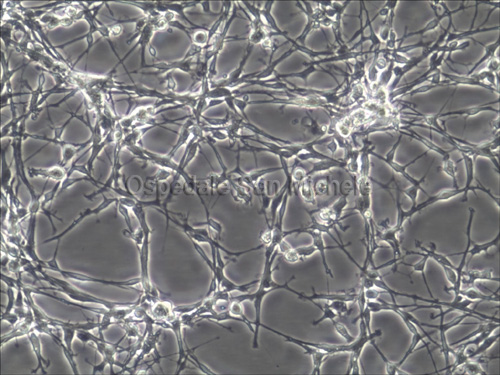 Cellule in crescita