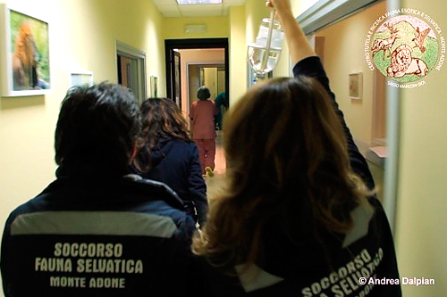Il lupo Navarre che viene trasportato in Ospedale