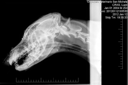 Una radiografia del lupo Navarre