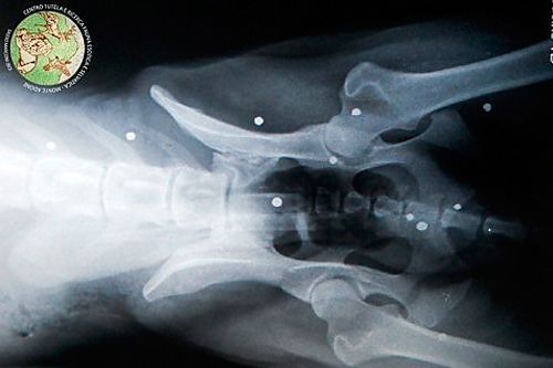Una radiografia del lupo Navarre